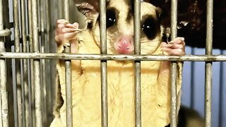 Sugar glider