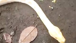 the best albino snake
