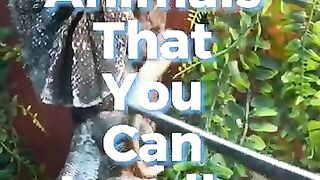 Exotic Animals That You Can Legally Own