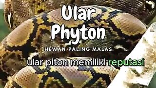 phyton