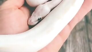 BEAUTYFUL ???? BABY SNAKE II COLLECTED II