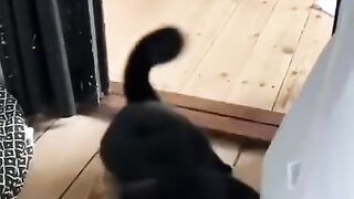 Cute kitten video funny ????????????