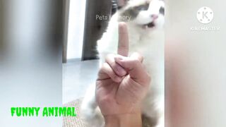 Fun with animal 3