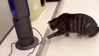 Funny animal videos 35