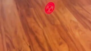 Funny animal videos 37
