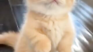 Funny animal videos 38