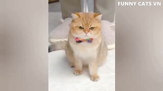Funny animal videos 39