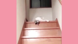 Funny animal videos 41