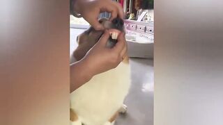 Funny animal videos 42