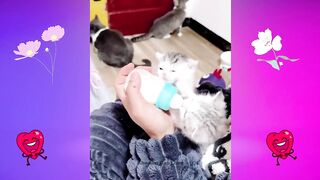 Funny animal videos 43