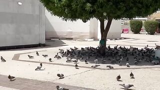 Masjid_Sayeda_Ayesha_Makkah_????♥️_#makkah_#mecca_#shorts_#shortvideo