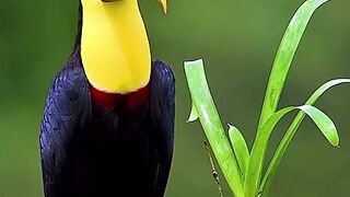 Planet Earth 2