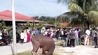 what is he doing guys?