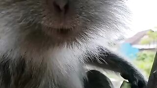 Malu" mau -Minum dingin