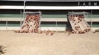 How Australian Farmers Raise Millions of Free Range Chickens for Organic Egg - Poultry Processing