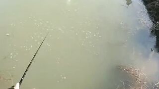 It's fun fishing in the lake with lots of fish