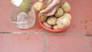 Growing potatoes in soil bags. Will help you not have to spend money on buying potatoes anymore