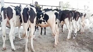 Insaf Cattle Farm beautiful  Friesian cow for sale
