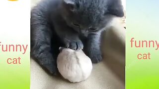 Funny animal videos 44