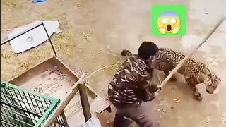 বাঘ যখন সেনাবাহিনী ক্যম্পে ডোকে যায়