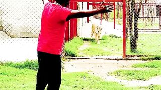 Tiger and human friendship