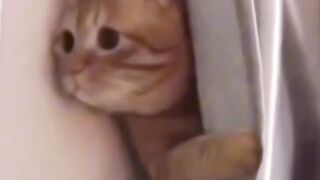 kucing lucu menggemaskan 2