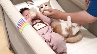 cat drinking milk