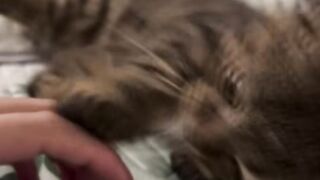 Cat ???????? 3