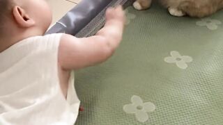 little boy playing with cat