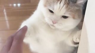Most ????????????cutest kittens and Funny video