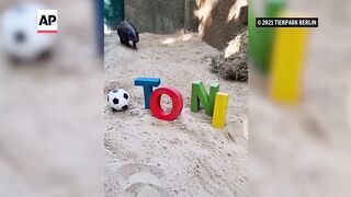 Berlin's newest pygmy hippo makes her debut, with a name inspired by soccer star Antonio Rüdiger.