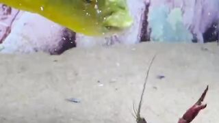 Fish ???????? 3