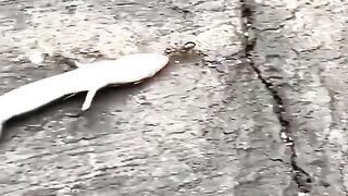 This Ant dragging lizard's body all alone