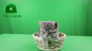 kitty green screen croma
