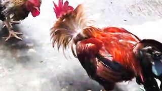 Chicken fight‼️❓????????????????????????✅