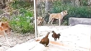 dog's reaction
