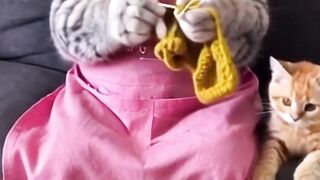 cat making clothes!!!?