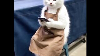 Cat's mobile phone at work.....