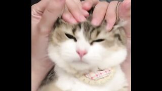 A beautiful day with my cute doll cat.