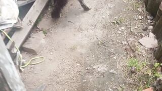 Kucing jantan berkelahi