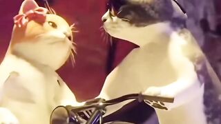 Cat dance 6