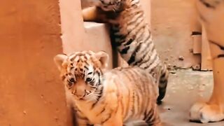 সুন্দর একটি ভিডিও। 11