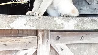 Cats happynes????????????