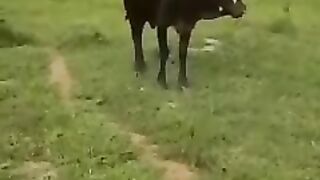 Amazing animal funny video