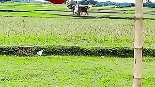 ???? I laughed until I cried #funny #funnyvideo