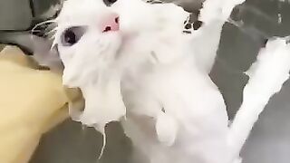 Funny cats 112
