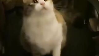 Cute funny cats 2