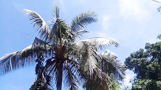 Natural coconut tree