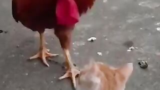 New funny cats videos