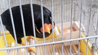 Birds????????????